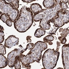 Immunohistochemical staining of human placenta shows strong cytoplasmic positivity in trophoblastic cells.
