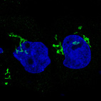 Anti-GORASP2 Antibody