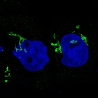 Immunofluorescence staining in A431 cell line with Anti-GORASP2 monoclonal antibody, showing specific staining of the golgi apparatus in green. Microtubule- and nuclear probes are visualized in red and blue respectively (where available).