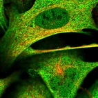 Immunofluorescent staining of human cell line U-2 OS shows localization to nucleoplasm, plasma membrane, cytosol & actin filaments.