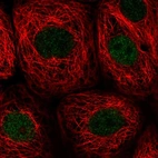 Anti-PWWP2B Antibody