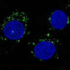 Immunofluorescence staining in MCF7 cell line with Anti-GORASP2 monoclonal antibody, showing specific staining of the golgi apparatus in green. Microtubule- and nuclear probes are visualized in red and blue respectively (where available).