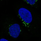 Immunofluorescence staining in U2OS cell line with Anti-GORASP2 monoclonal antibody, showing specific staining of the golgi apparatus in green. Microtubule- and nuclear probes are visualized in red and blue respectively (where available).