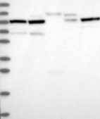 Anti-RNF169 Antibody