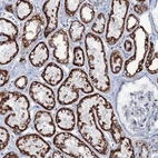 Immunohistochemical staining of human kidney shows high expression.