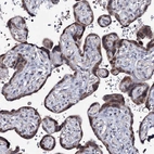 Anti-PPRC1 Antibody
