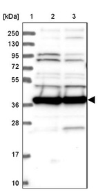 Anti-MRPS35 Antibody