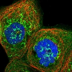 Immunofluorescent staining of human cell line A-431 shows localization to cytosol & mitochondria.