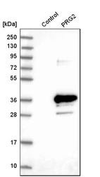 Western blot analysis in control (vector only transfected HEK293T lysate) and pRG2 over-expression lysate (Co-expressed with a C-terminal myc-DDK tag (~3.1 kDa) in mammalian HEK293T cells, LY400961).