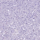 Immunohistochemical staining of human pancreas shows no positivity in exocrine glandular cells as expected.