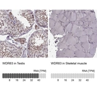 Anti-WDR63 Antibody