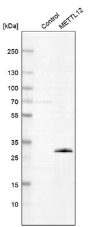 Western blot analysis in control (vector only transfected HEK293T lysate) and METTL12 over-expression lysate (Co-expressed with a C-terminal myc-DDK tag (~3.1 kDa) in mammalian HEK293T cells, LY420814).