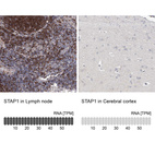 Anti-STAP1 Antibody