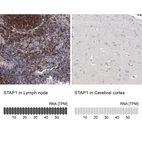 Anti-STAP1 Antibody