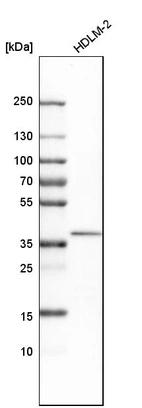 Western blot analysis in human cell line HDLM-2.