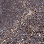 Immunohistochemical staining of human lymph node shows strong cytoplasmic positivity in non-germinal center cells.