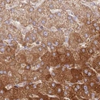 Immunohistochemical staining of human liver using Anti-HAL antibody HPA038548.