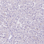 Anti-FCHSD2 Antibody