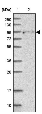 Anti-FCHSD2 Antibody