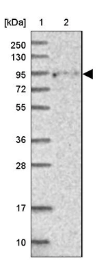 Lane 1: Marker [kDa] 250, 130, 95, 72, 55, 36, 28, 17, 10_br/_Lane 2: Human cell line RT-4