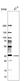 Anti-STX6 Antibody