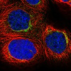 Immunofluorescent staining of human cell line A-431 shows localization to the Golgi apparatus.