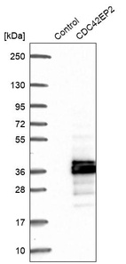 Anti-CDC42EP2 Antibody