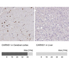 Anti-CARNS1 Antibody