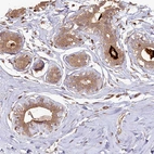Immunohistochemical staining of human breast shows moderate cytoplasmic positivity in glandular cells.