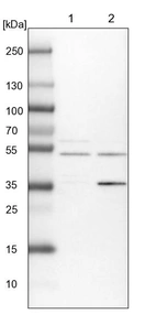 Lane 1: NIH-3T3 cell lysate (Mouse embryonic fibroblast cells)_br/_Lane 2: NBT-II cell lysate (Rat Wistar bladder tumour cells)