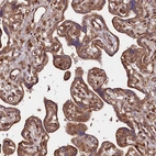 Immunohistochemical staining of human placenta shows strong cytoplasmic positivity in trophoblastic cells.