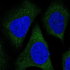 Immunofluorescent staining of human cell line U-2 OS shows localization to cytosol.