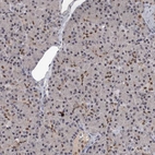 Immunohistochemical staining of human pancreas shows low expression as expected.