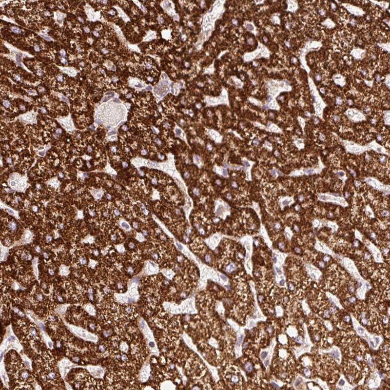 Anti-ISCU Antibody