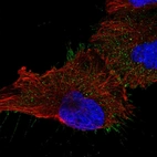 Immunofluorescent staining of human cell line U-251 MG shows localization to plasma membrane.