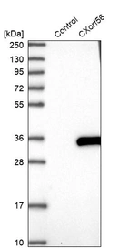 Western blot analysis in control (vector only transfected HEK293T lysate) and CXorf56 over-expression lysate (Co-expressed with a C-terminal myc-DDK tag (~3.1 kDa) in mammalian HEK293T cells, LY411776).
