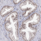 Anti-VGLL4 Antibody