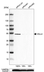 Western blot analysis in U-87MG ATCC cells transfected with control siRNA, target specific siRNA probe #1 and #2, using Anti-VGLL4 antibody. Remaining relative intensity is presented. Loading control: Anti-PPIB.