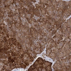 Immunohistochemical staining of human pancreas shows strong cytoplasmic positivity in exocrine glandular cells and in islets of Langerhans.