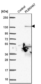 Western blot analysis in control (vector only transfected HEK293T lysate) and PLEKHA7 over-expression lysate (Co-expressed with a C-terminal myc-DDK tag (~3.1 kDa) in mammalian HEK293T cells, LY406299).