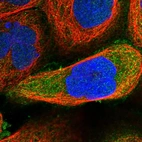 Immunofluorescent staining of human cell line A-431 shows localization to nucleus, cytosol & cell junctions.