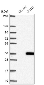 Western blot analysis in control (vector only transfected HEK293T lysate) and CUTC over-expression lysate (Co-expressed with a C-terminal myc-DDK tag (~3.1 kDa) in mammalian HEK293T cells, LY414278).