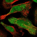 Immunofluorescent staining of human cell line U-251 MG shows localization to nucleoplasm, nucleoli & cytosol.
