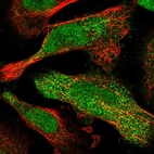 Immunofluorescent staining of human cell line U-251 MG shows localization to nucleoplasm, nucleoli & cytosol.