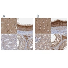 Anti-TOLLIP Antibody