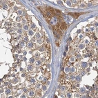 Immunohistochemical staining of human testis using Anti-TOLLIP antibody HPA038622.