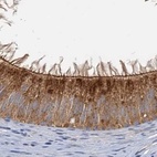 Immunohistochemical staining of human epididymis using Anti-TOLLIP antibody HPA038622.