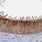 Immunohistochemical staining of human epididymis using Anti-TOLLIP antibody HPA038622.