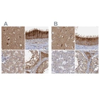 Anti-TOLLIP Antibody