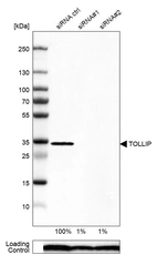 Western blot analysis in U-87MG ATCC cells transfected with control siRNA, target specific siRNA probe #1 and #2, using Anti-TOLLIP antibody. Remaining relative intensity is presented. Loading control: Anti-PPIB.